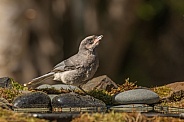 Gray Jay or Canada Jay in Alaska
