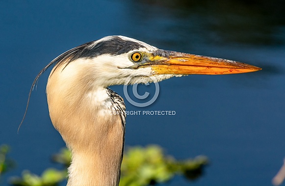 Great Blue Heron Great Blue Heron