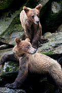 Wild Grizzly bear cubs