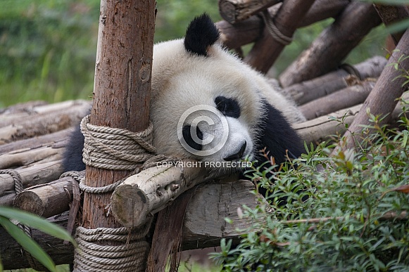 Giant Panda