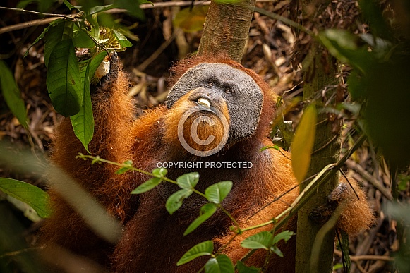 Sumatran orangutan in the jungle. Sumatran orangutan in the jungle.