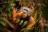 Sumatran orangutan in the jungle.