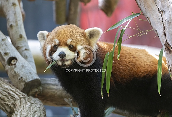 Red Panda chewing on a leaf