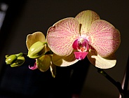 Phalaenopsis Orchid / Moth Orchid
