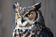 American Eagle Owl