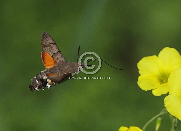 Hummingbird Hawkmoth Hummingbird Hawkmoth