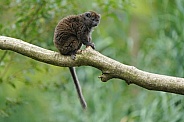 Lac Alaotra bamboo lemur