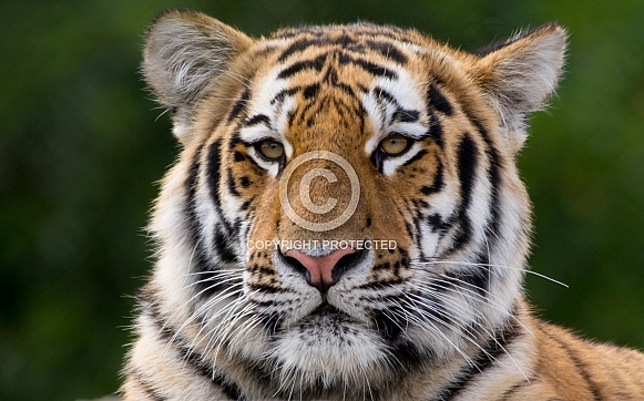 Amur Tiger Amur Tiger