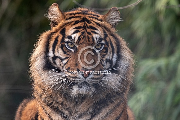 Sumatran Tiger Face Shot Close Up