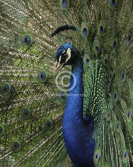 Peacock Peacock
