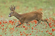 Cheeky roe deer