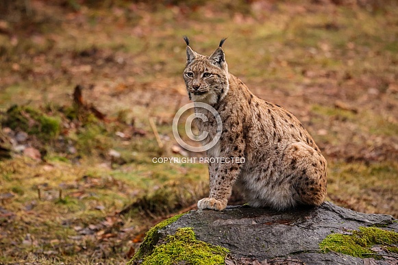 Eurasian lynx in the nature habitat. Beautiful and charismatic animal. Wild Europe. European wildlife. Animals in european forests. Lynx lynx.