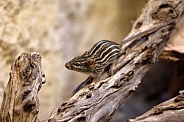 Barbary striped grass mouse (Lemniscomys barbarus)