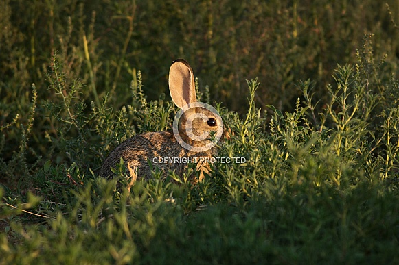 Desert Cottontail Rabbit