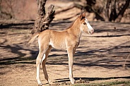 Baby wild horse in the dirt