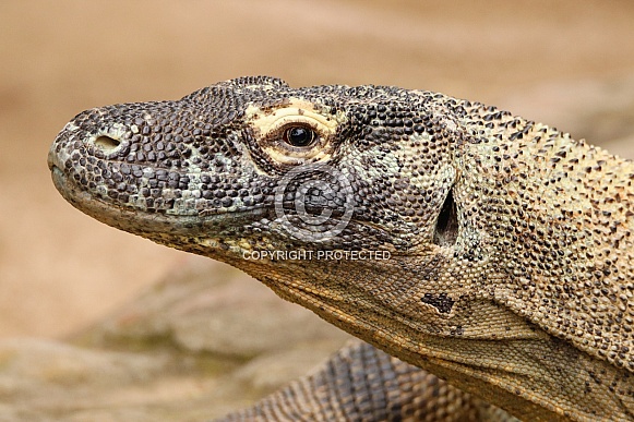 Komodo Dragon
