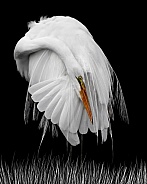 Great White Egret--White On Black