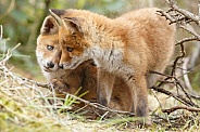 Red fox cubs