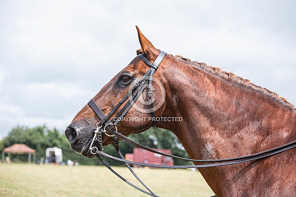 Chestnut Irish cob
