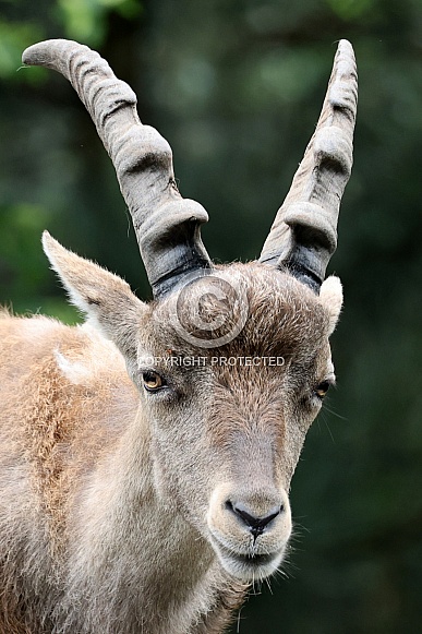 The Alpine ibex (Capra ibex)