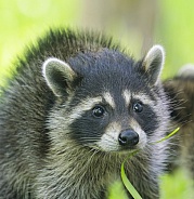 Raccoons