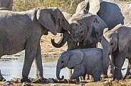 Family of African Elephants - Namibia