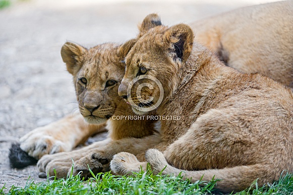 Pair of Lion Cubs