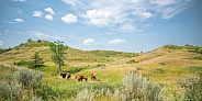 Wild Horse (Equus caballus)