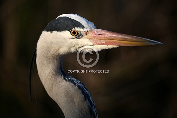 Grey heron (Ardea cinerea) Grey heron (Ardea cinerea)