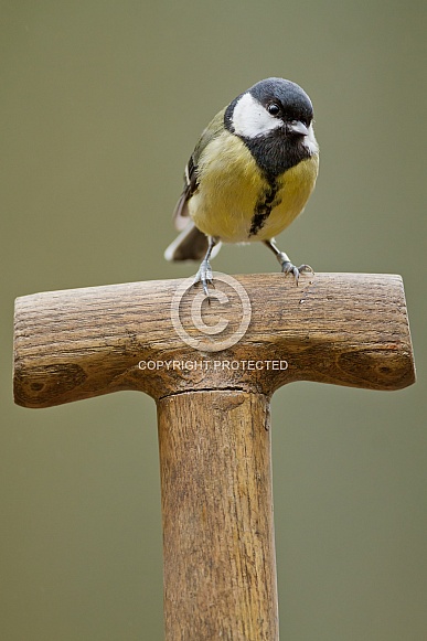The great tit (Parus major)