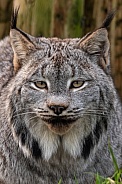 Canada Lynx Close Up Face Profile