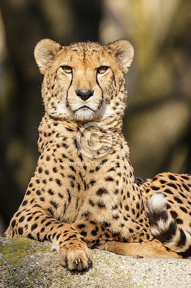 Cheetah