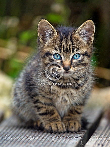 Tabby Cat