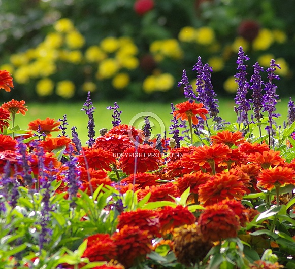 Bright flowers