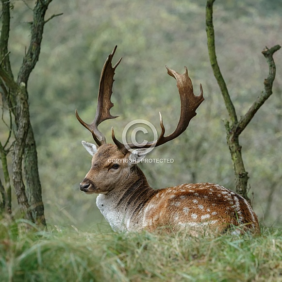 Fallow deer