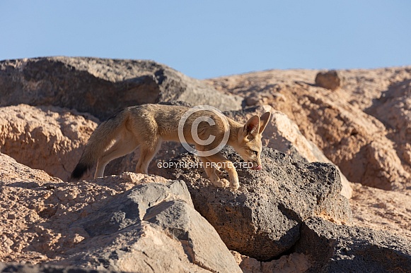 Kit Fox, Vulpes macrotis Kit Fox, Vulpes macrotis