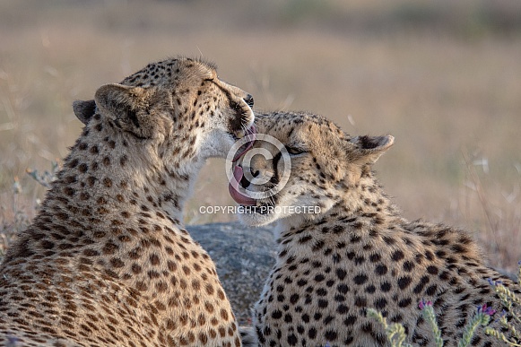 Cheetah