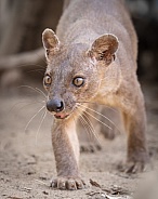 Fossa