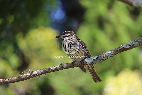 Streaked Flycatcher Streaked Flycatcher