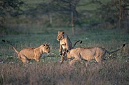 Three lion cubs playing in the grass