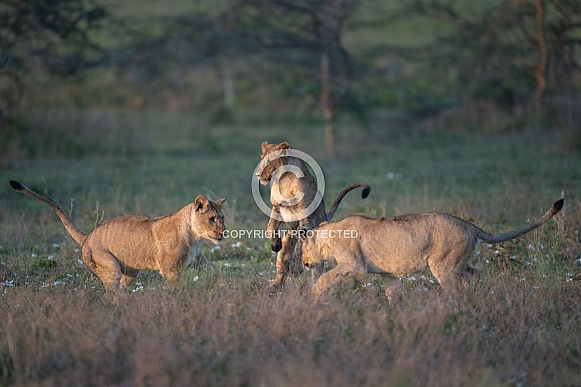 Three lion cubs playing in the grass