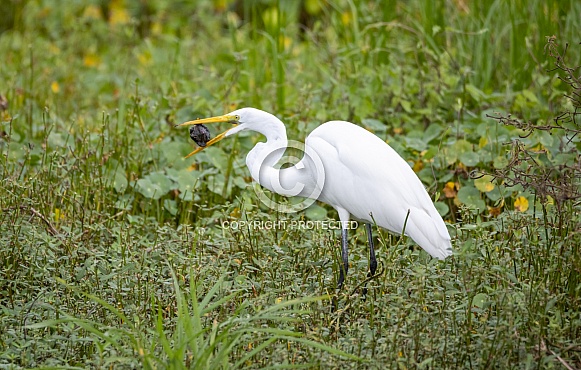 Great egret trying to eat a turtle