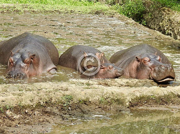 Hippopotamus