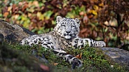 Snow leopard cub relaxing