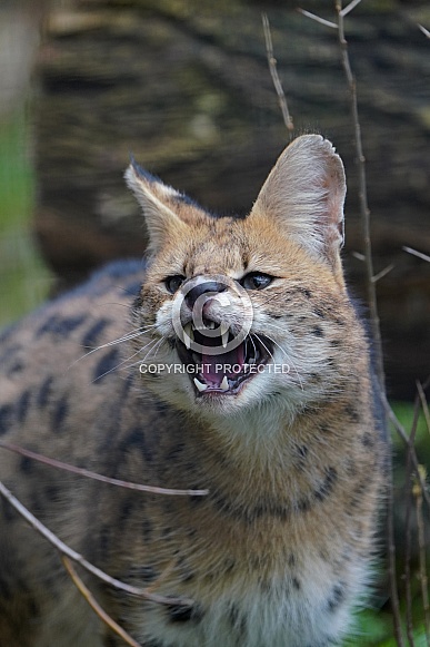 Serval