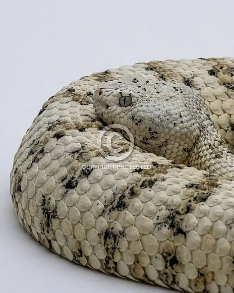 White Speckled Rattlesnake