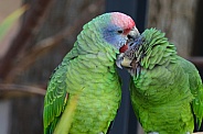Red tailed amazon parrot