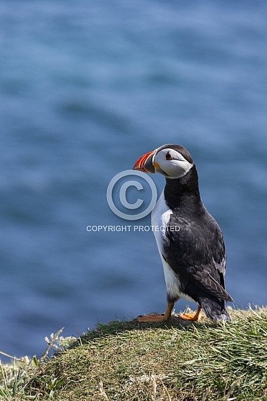 Puffin (Fratercula arctica) - Scotland