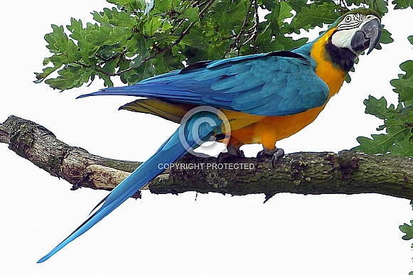 Blue and Yellow Macaw Blue and Yellow Macaw