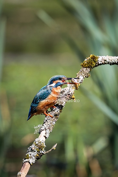 European Kingfisher